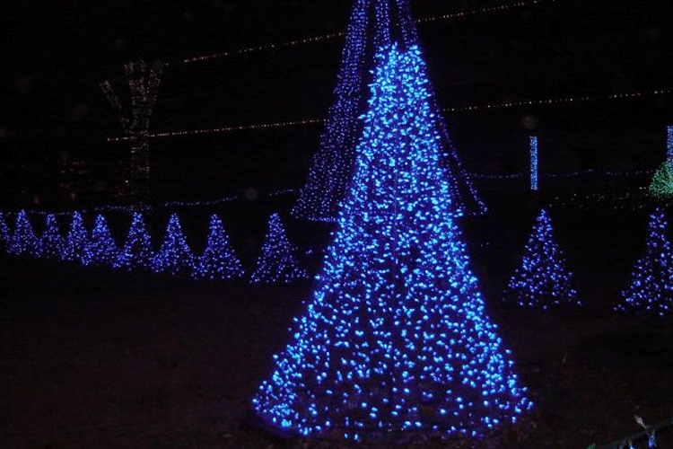 holiday tree lit