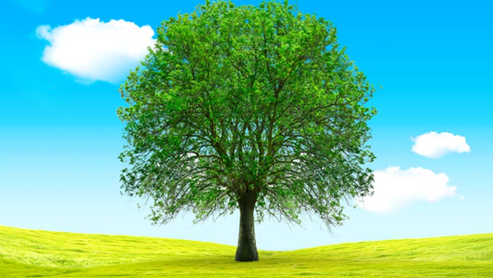 Tree Pruning: Enhancing East Norwalk’s Tree Canopy